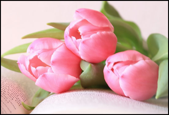 Tulip flower - 11th to 14th Anniversary celebration flower